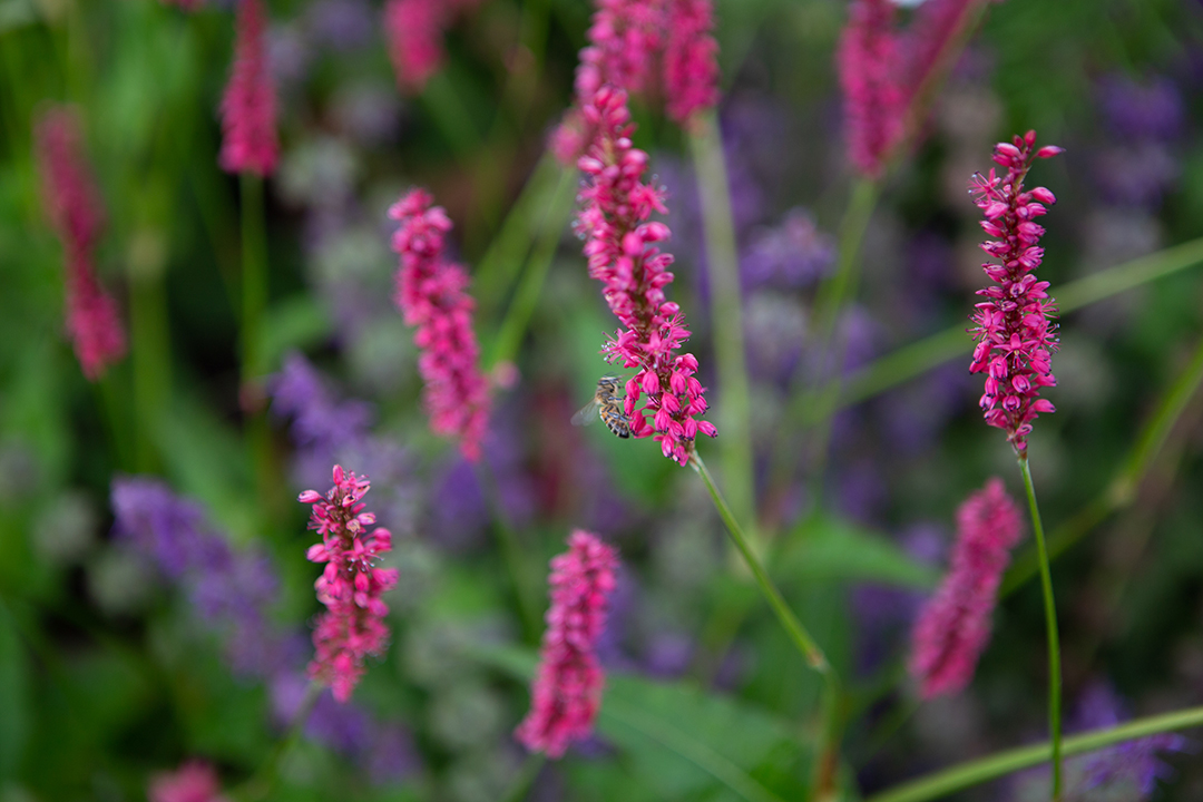 Beautiful country cottage garden design