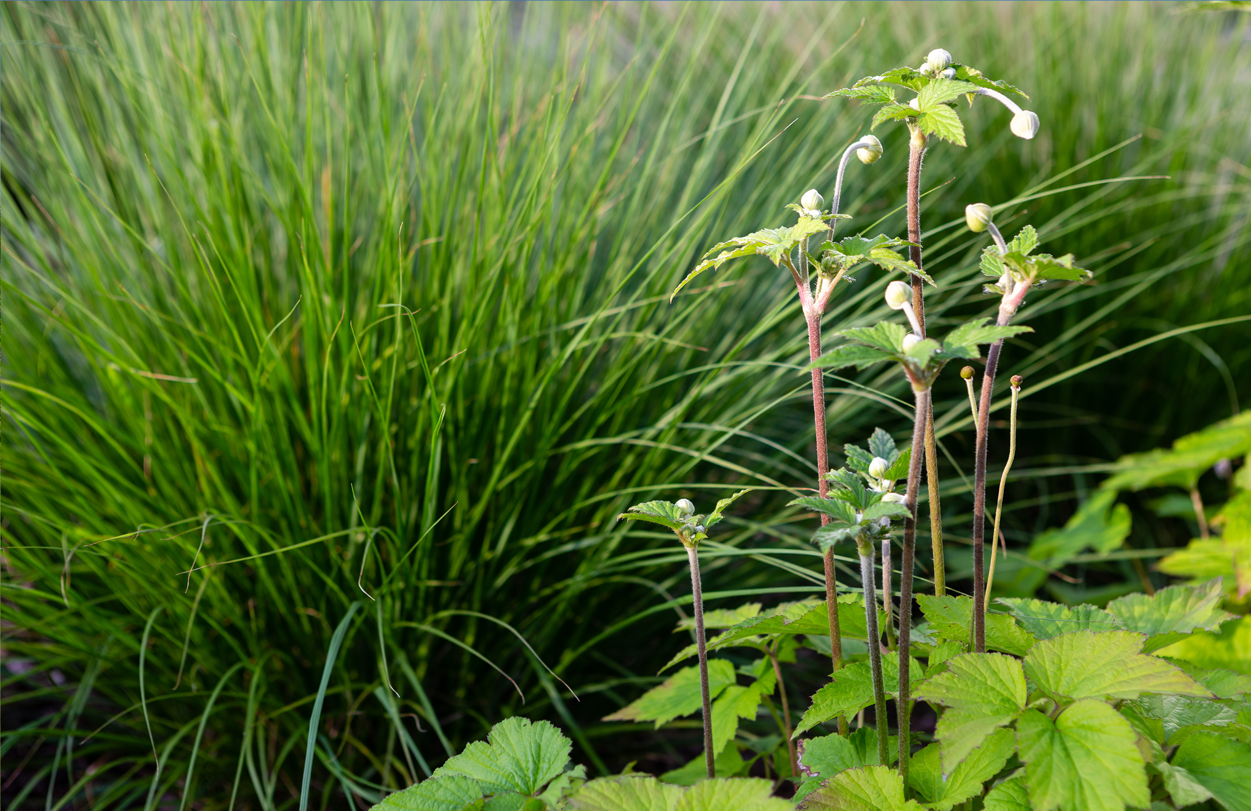 Pennisetum alopecuroides ‘Hameln’ complementing Anemone × hybrida 'Honorine Jobert'.