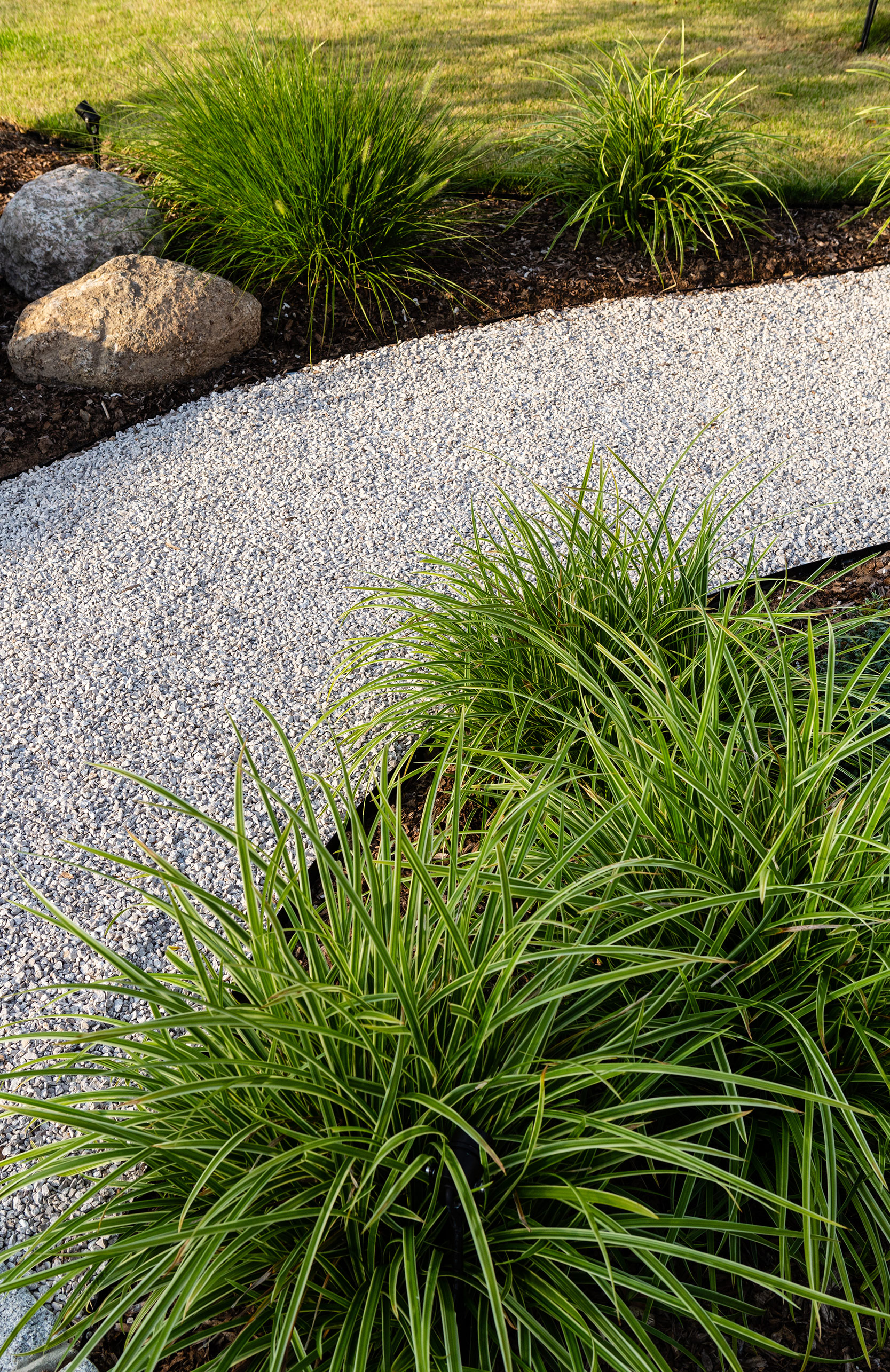 Carex grasses used along a pathway